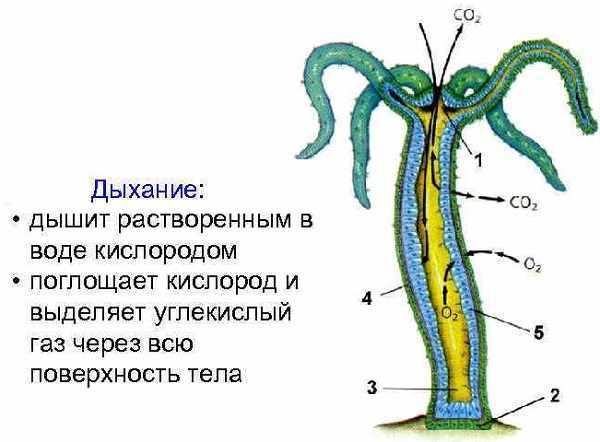 Как обменять деньги на биткоины на блэкспрут